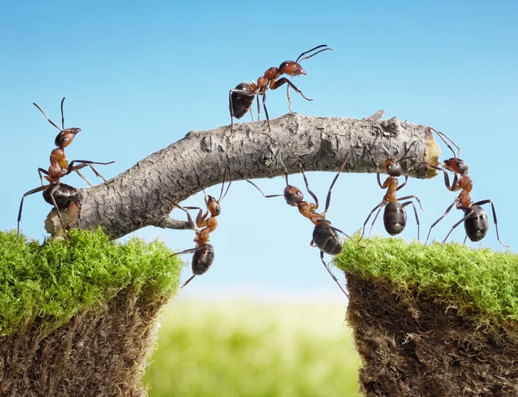 Ants_teamwork